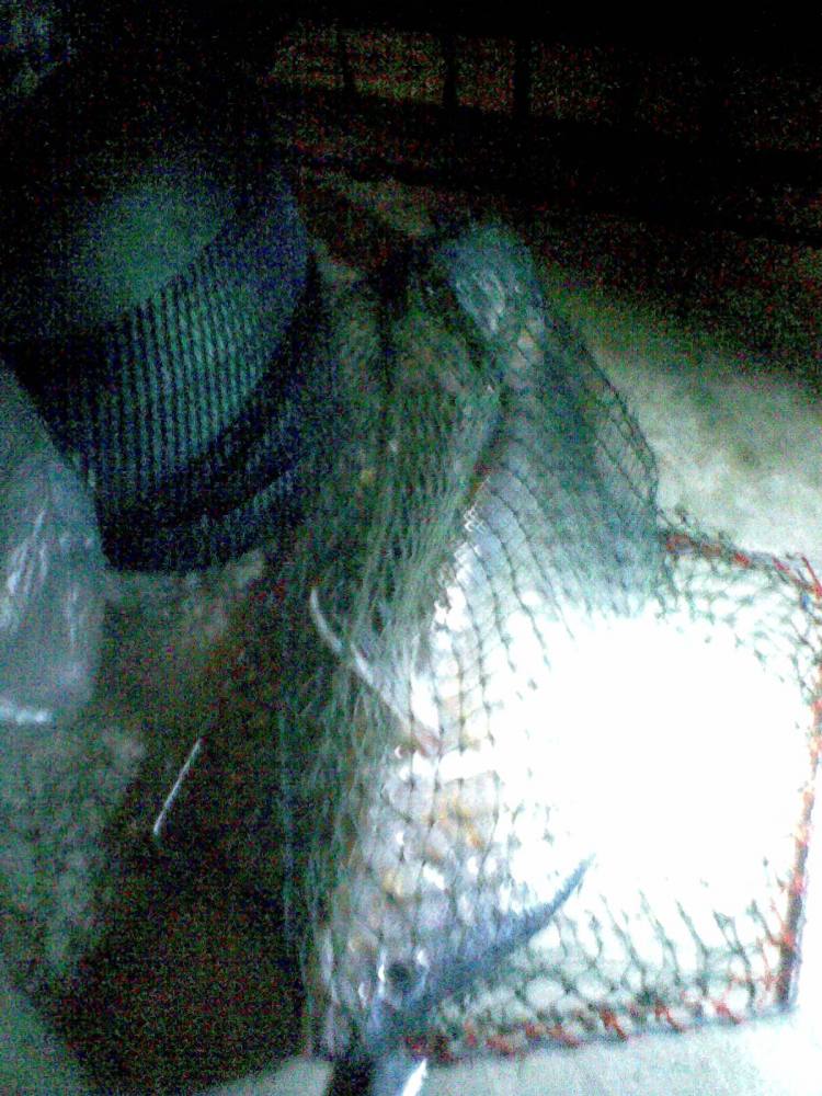 ปลาม้าแม่น้ำป่าสักกับหมายเดิมๆที่สระบุรี ถ่ายภาพกลางคืนโป๊ะไฟตะเกียงสว่างไปคับ