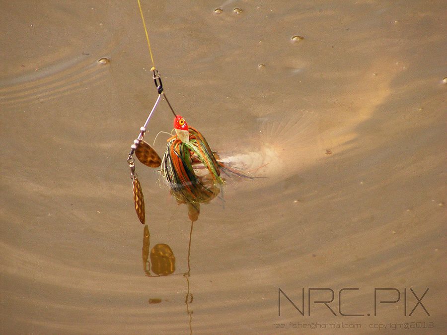 Spinnerbait เหยื่อนอกสายตาที่หลายคนมองข้าม