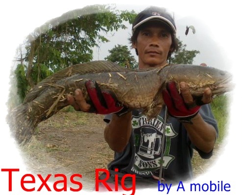 ......Texas Rig...ๆ..