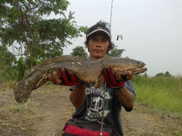 ......Texas Rig...ๆ..