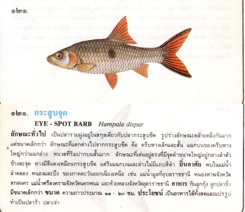ขอมูลปลาไทย