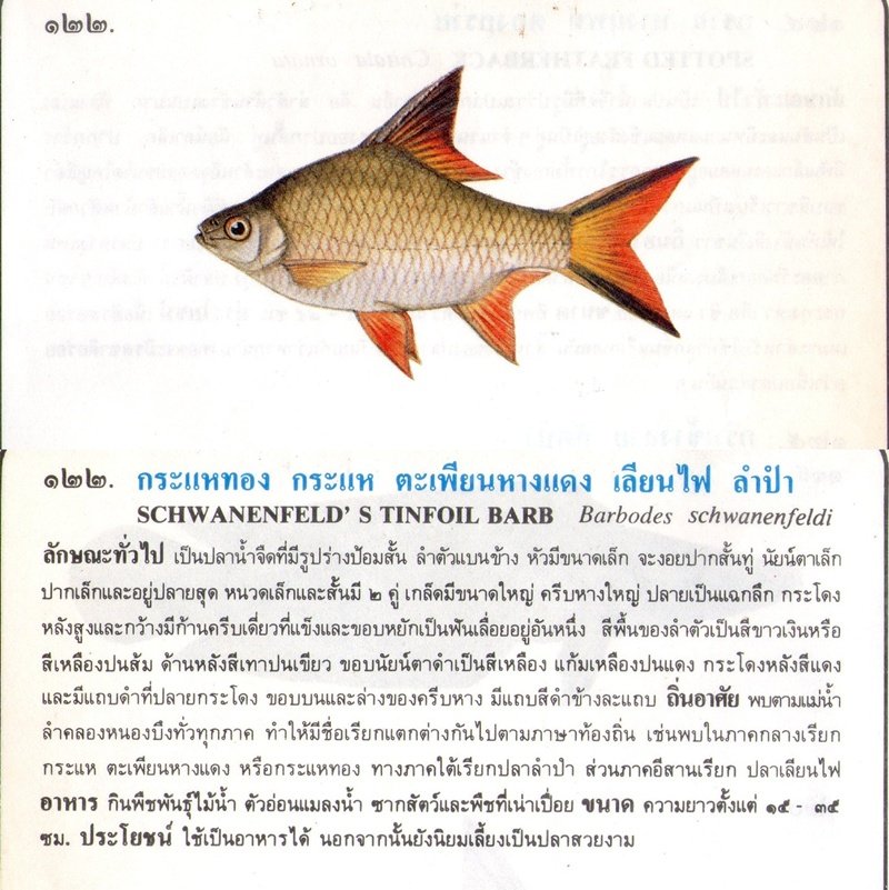 ขอมูลปลาไทย