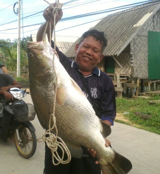 กระพงยักษ์ตอม่อสะพานเปรม