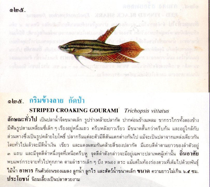 ขอมูลปลาไทย จากหนังสือ ภาพปลาและสัตว์น้ำของไทย โดยกรมประมง