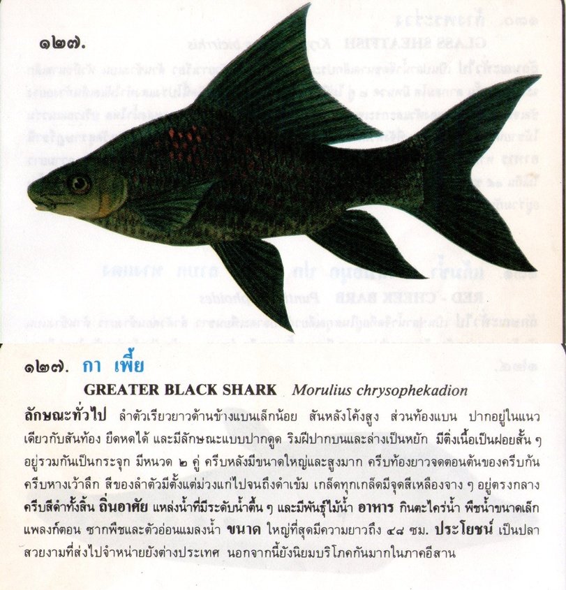 ขอมูลปลาไทย จากหนังสือ ภาพปลาและสัตว์น้ำของไทย โดยกรมประมง