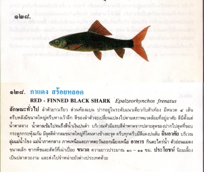 ขอมูลปลาไทย จากหนังสือ ภาพปลาและสัตว์น้ำของไทย โดยกรมประมง