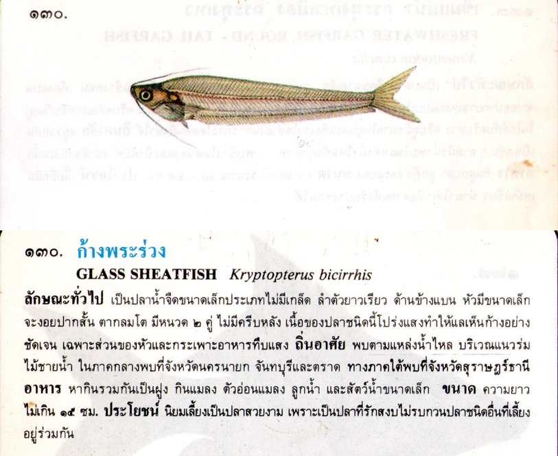 ขอมูลปลาไทย จากหนังสือ ภาพปลาและสัตว์น้ำของไทย(กรมประมง)