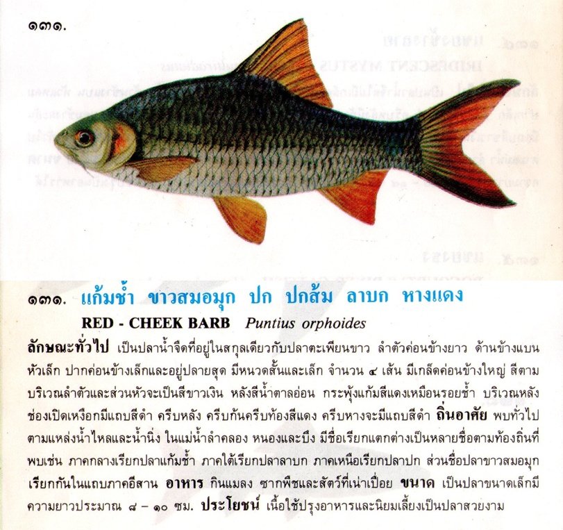 ขอมูลปลาไทย จากหนังสือ ภาพปลาและสัตว์น้ำของไทย(กรมประมง)