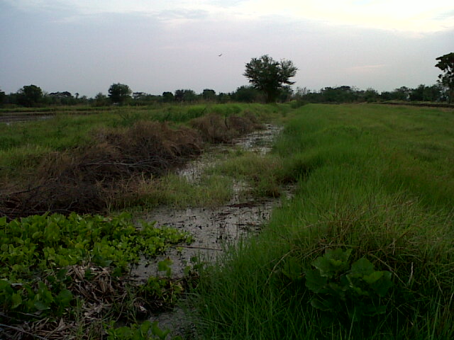 ช่อน กัดกบทำเอง นครหลวง ยุดยา