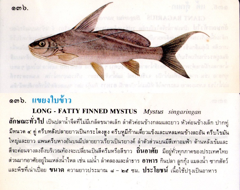 ขอมูลปลาไทย(เบื้องต้น)จากหนังสือ ภาพปลาและสัตว์น้ำของไทย โดยกรมประมง