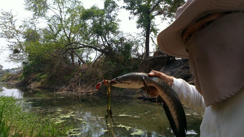 ช่อนข้างทางมันมาก