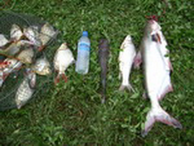 รวมปลาหลากหลายในหมายธรรมชาติ(ภาพเก่าๆมาเล่าใหม่)เอาใจคอตกปลา