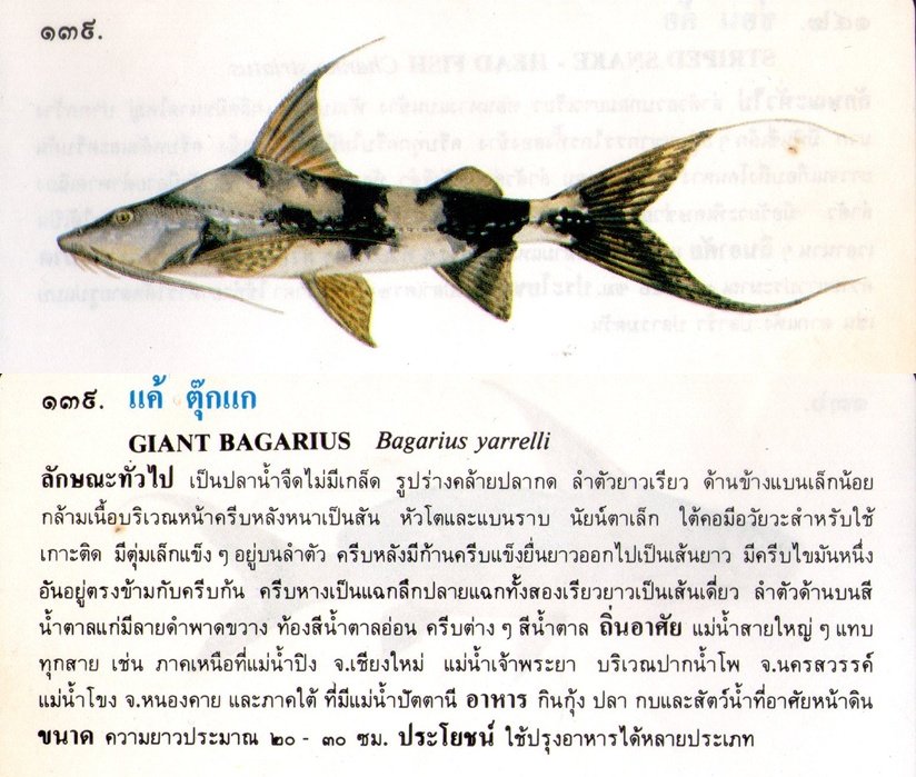 ขอมูลปลาไทย(เบื้องต้น)จากหนังสือ ภาพปลาและสัตว์น้ำของไทย โดยกรมประมง