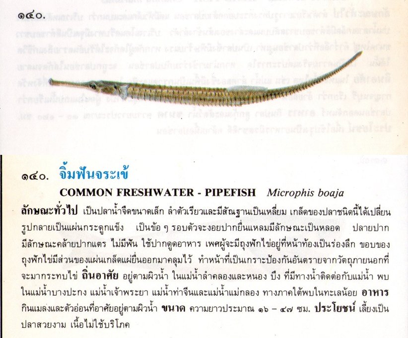 ขอมูลปลาไทย(เบื้องต้น)จากหนังสือ ภาพปลาและสัตว์น้ำของไทย โดยกรมประมง