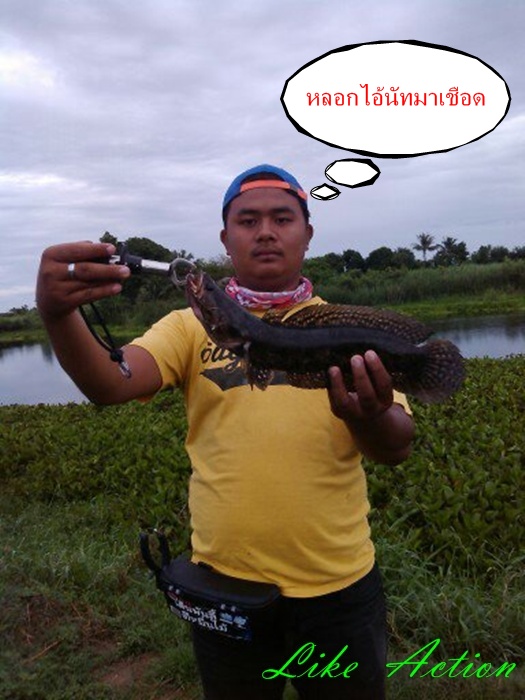 Like Action (((เจ้าบอล ดวล กับเจ้านัท)))