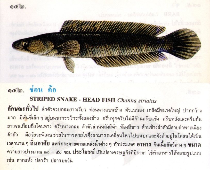 ขอมูลปลาไทย(เบื้องต้น)จากหนังสือ ภาพปลาและสัตว์น้ำของไทย โดยกรมประมง