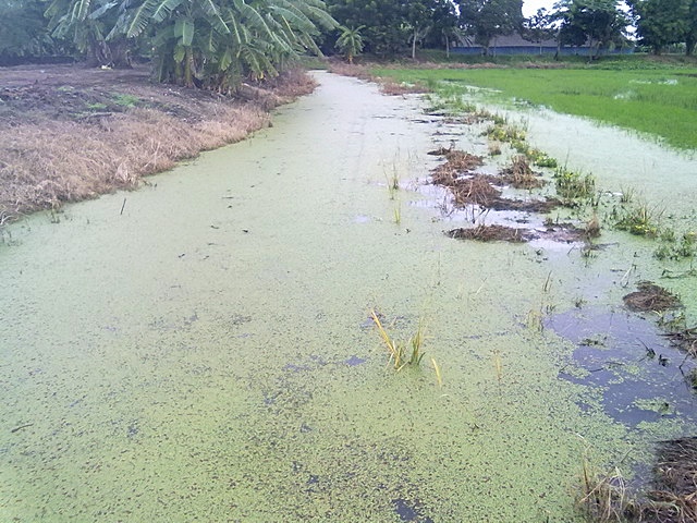 ^_^ช่อนวันเสาร์ หลังฝนจาง^_^