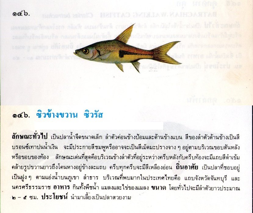 ขอมูลปลาไทย(เบื้องต้น)จากหนังสือ ภาพปลาและสัตว์น้ำของไทย โดยกรมประมง