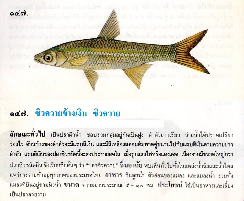 ขอมูลปลาไทย(เบื้องต้น)จากหนังสือ ภาพปลาและสัตว์น้ำของไทย โดยกรมประมง