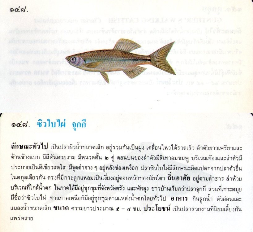 ขอมูลปลาไทย(เบื้องต้น)จากหนังสือ ภาพปลาและสัตว์น้ำของไทย โดยกรมประมง