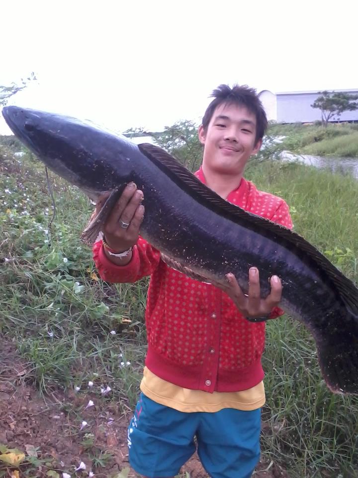 ชะโด & กราย