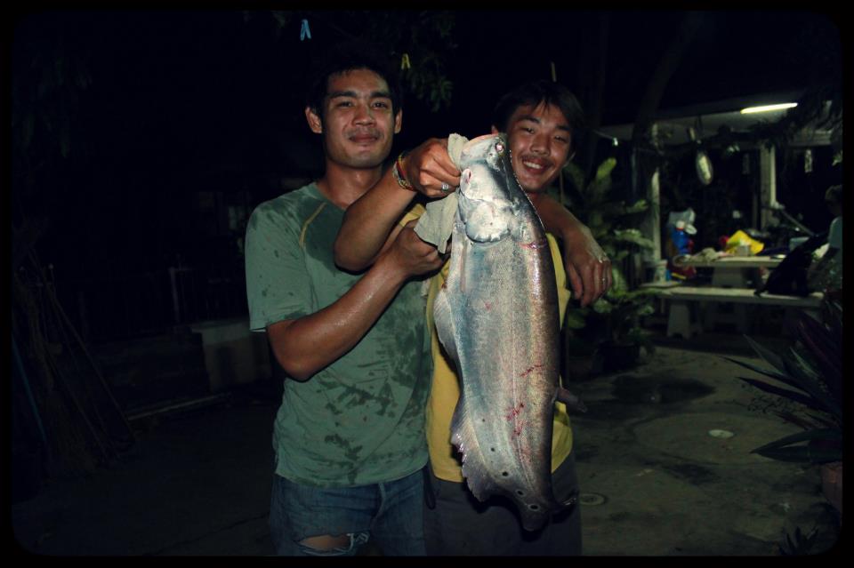 ชะโด & กราย