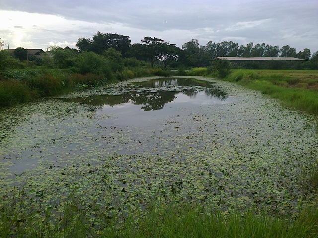 หลังฝนตก ณ.ราชบุรี