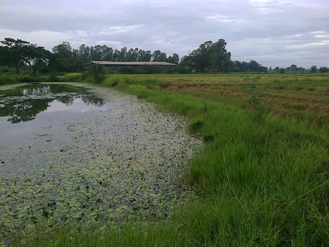 หลังฝนตก ณ.ราชบุรี