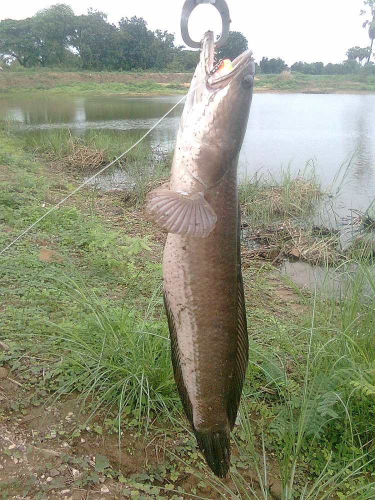 ***เงียบสนิท***