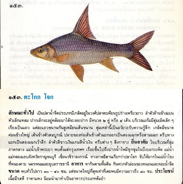 ขอมูลปลาไทย(เบื้องต้น)จากหนังสือ ภาพปลาและสัตว์น้ำของไทย โดยกรมประมง