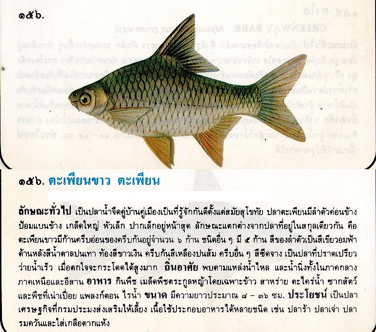 ขอมูลปลาไทย(เบื้องต้น)จากหนังสือ ภาพปลาและสัตว์น้ำของไทย โดยกรมประมง