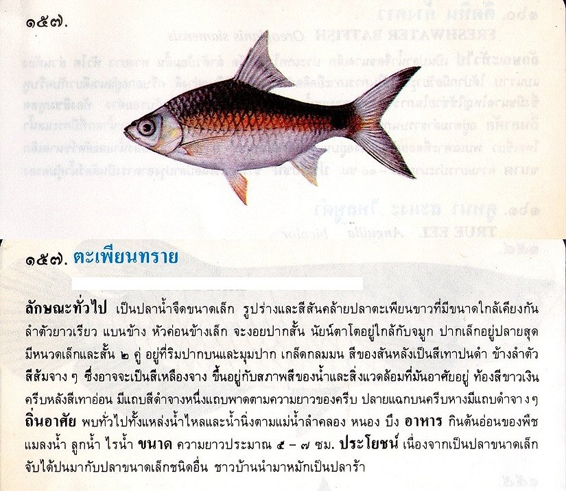 ขอมูลปลาไทย(เบื้องต้น)จากหนังสือ ภาพปลาและสัตว์น้ำของไทย โดยกรมประมง