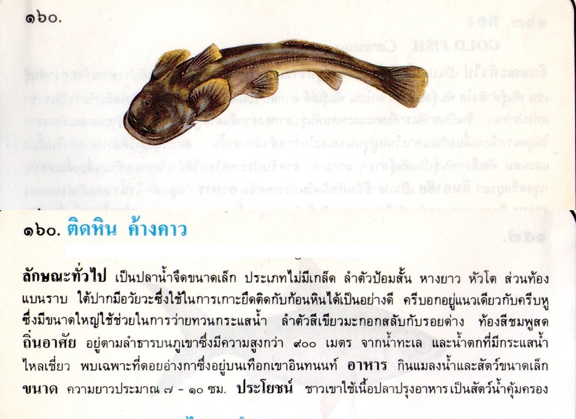 ขอมูลปลาไทย(เบื้องต้น)จากหนังสือ ภาพปลาและสัตว์น้ำของไทย โดยกรมประมง