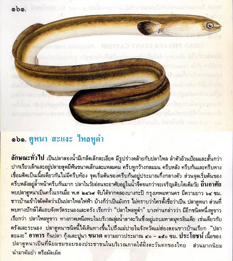 ขอมูลปลาไทย(เบื้องต้น)จากหนังสือ ภาพปลาและสัตว์น้ำของไทย โดยกรมประมง