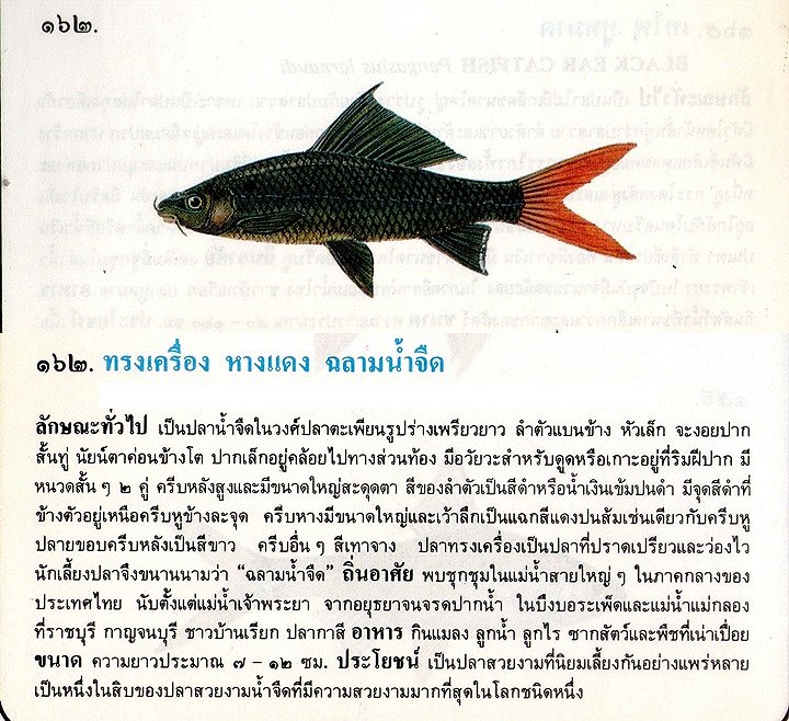 ขอมูลปลาไทย(เบื้องต้น)จากหนังสือ ภาพปลาและสัตว์น้ำของไทย โดยกรมประมง