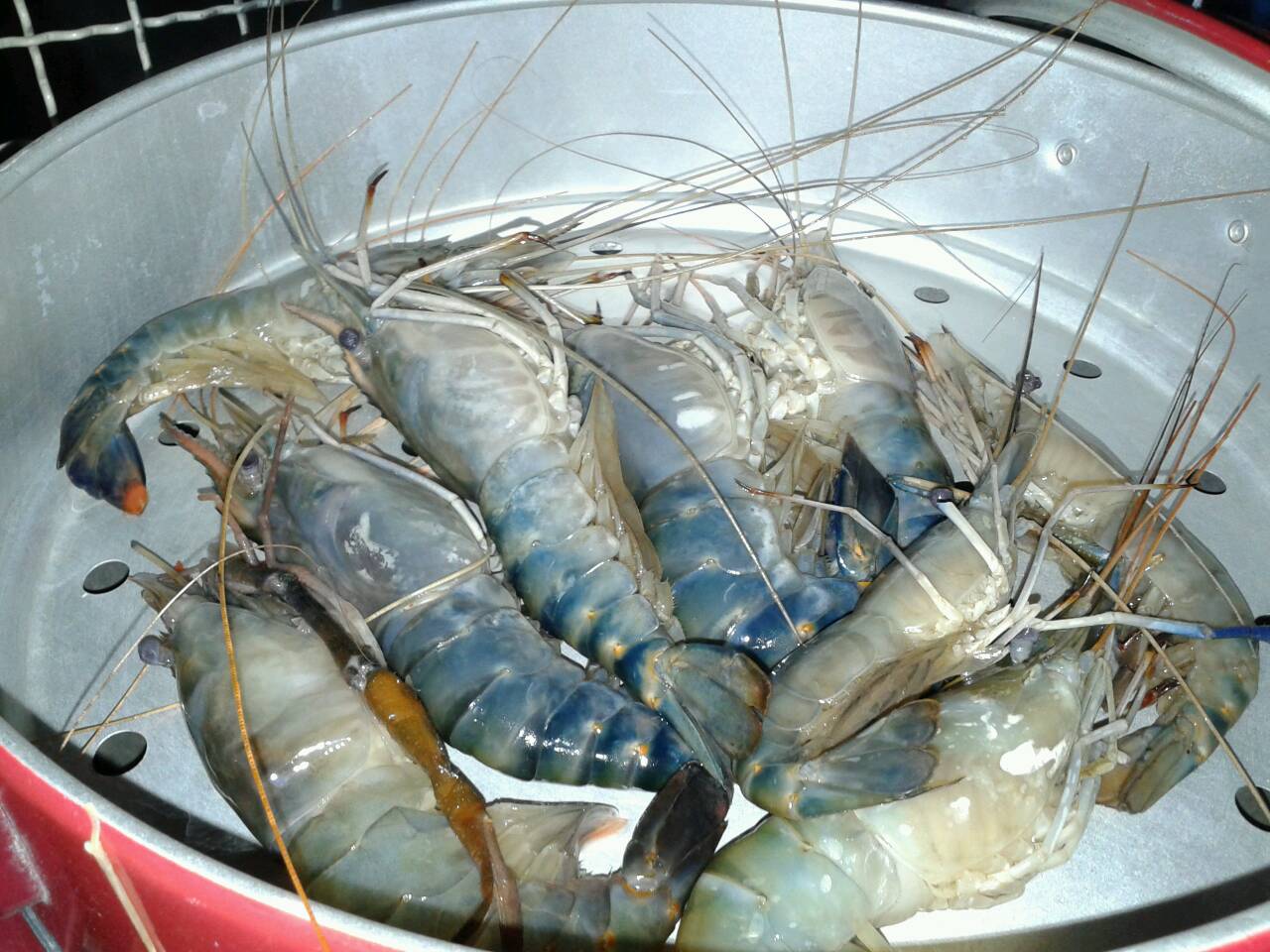 กุ้งนึ่ง นึ่งกุ้ง By Monza