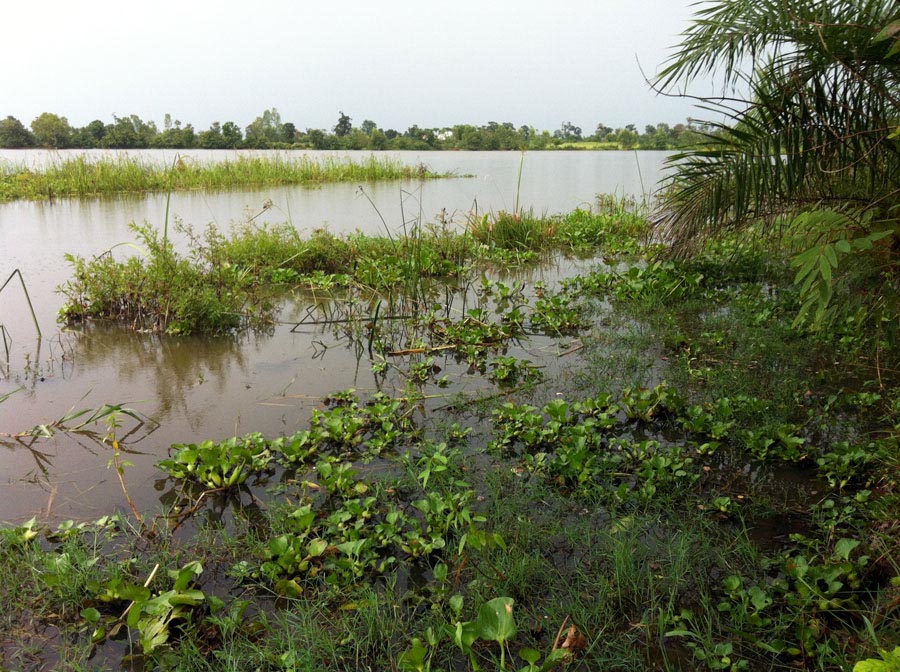 ---ช่อน ในวันฝนพรำ---