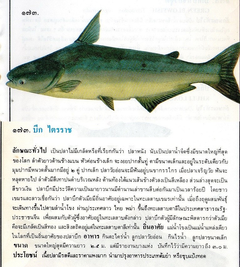 ขอมูลปลาไทย(เบื้องต้น)จากหนังสือ ภาพปลาและสัตว์น้ำของไทย โดยกรมประมง