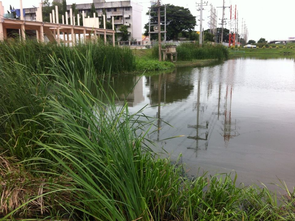 ชะโดตอนสายข้างทาง อยุธยา