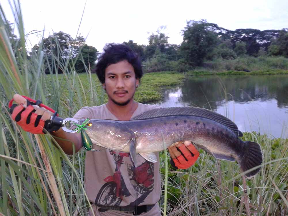 ***เช้า กบ Rut Sn เย็น Rapala Gass Fat Rap***