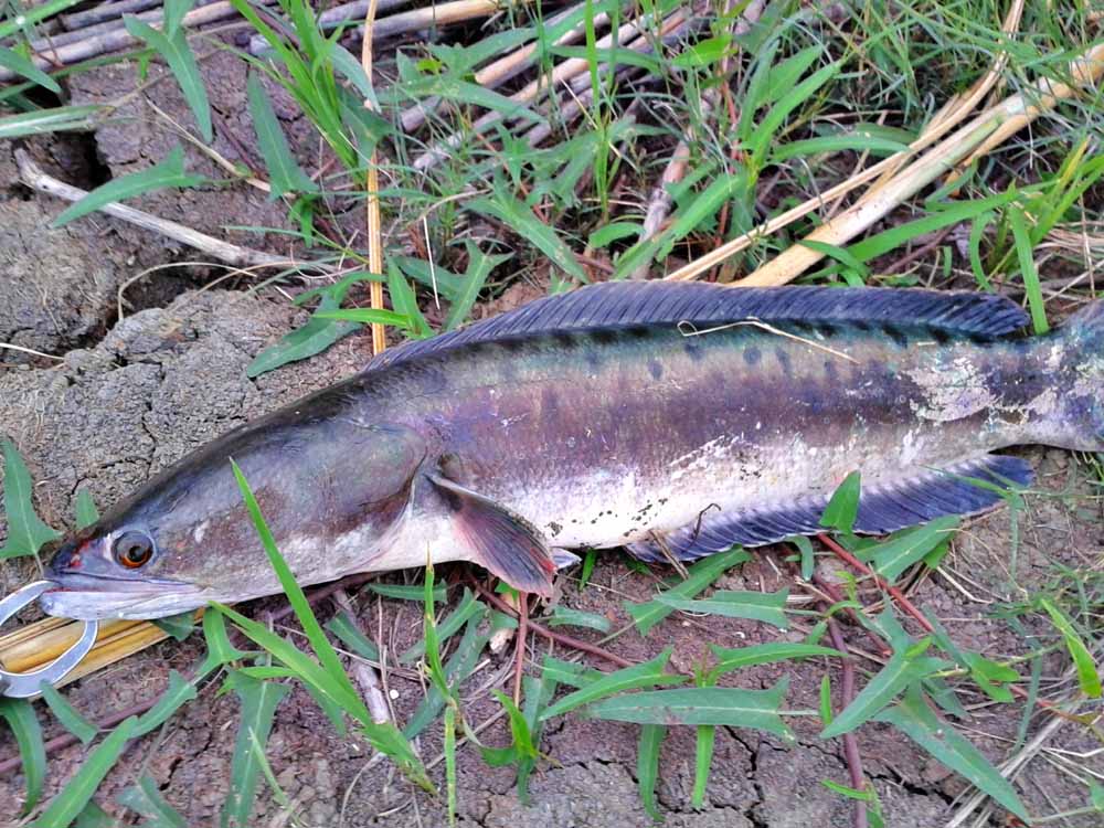 ***เช้า กบ Rut Sn เย็น Rapala Gass Fat Rap***