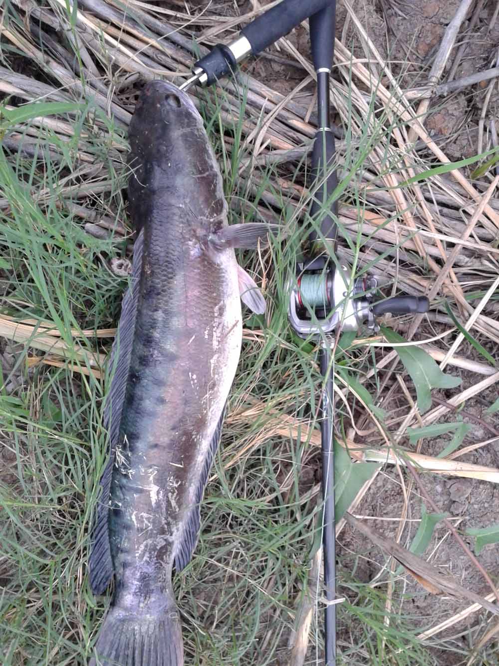 ***เช้า กบ Rut Sn เย็น Rapala Gass Fat Rap***