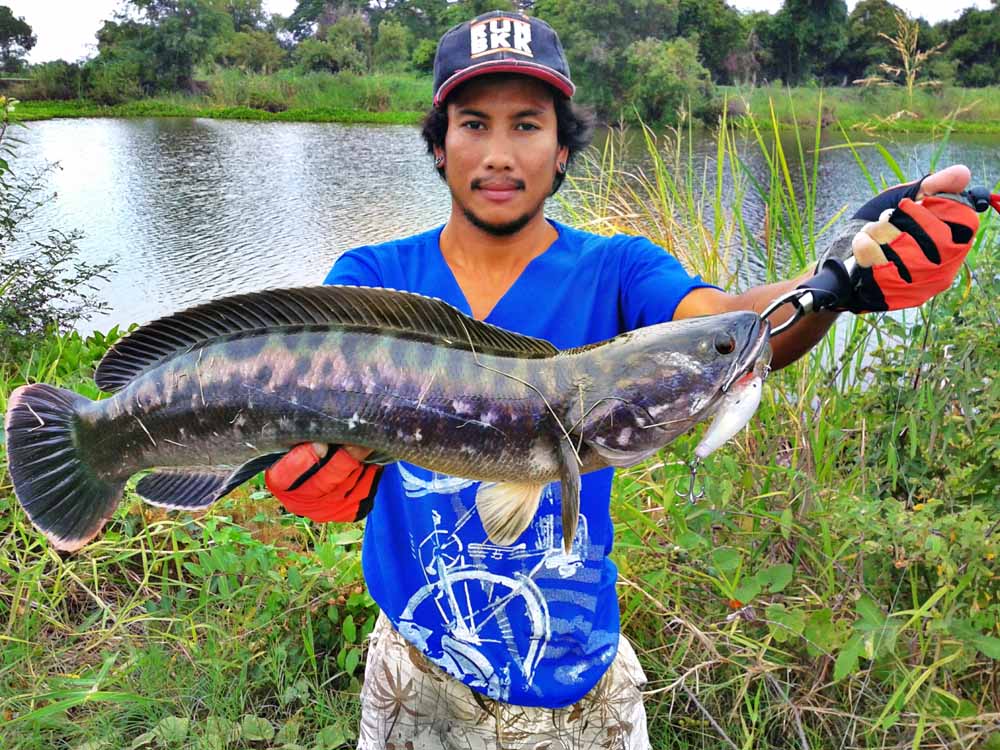 ***เช้า กบ Rut Sn เย็น Rapala Gass Fat Rap***