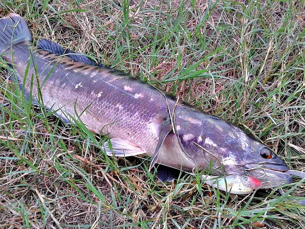 ***เช้า กบ Rut Sn เย็น Rapala Gass Fat Rap***