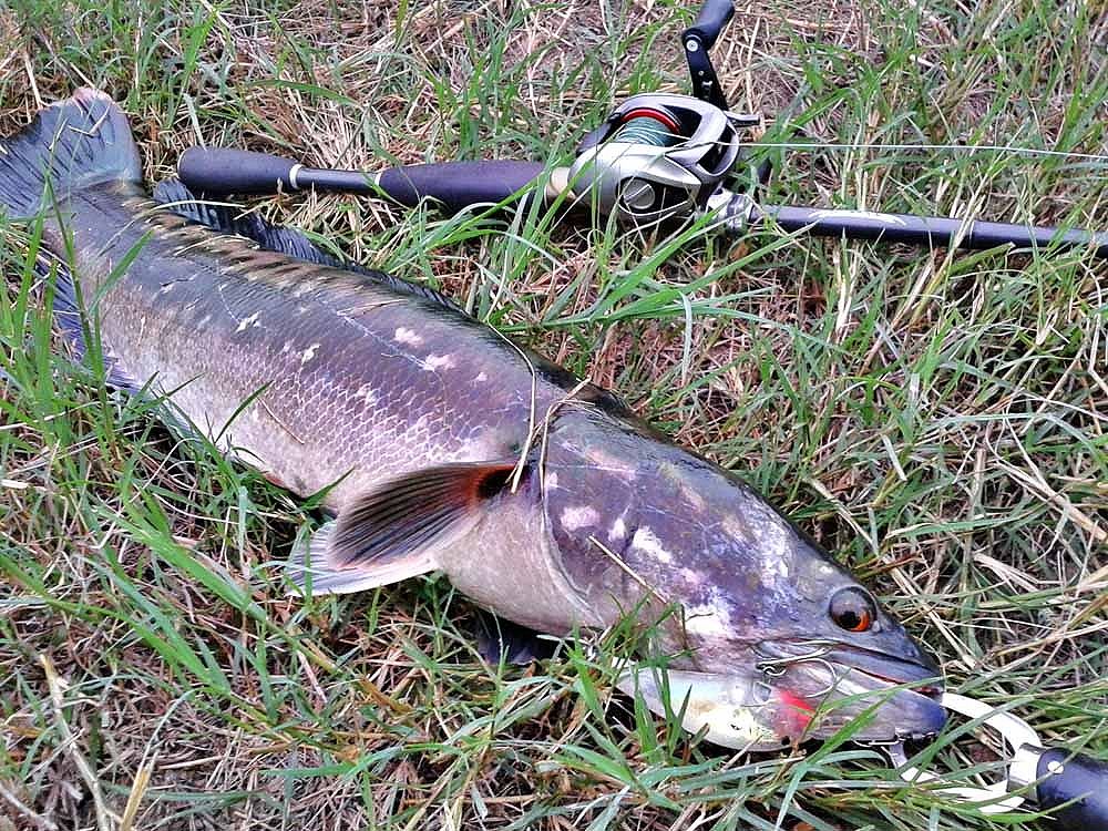 ***เช้า กบ Rut Sn เย็น Rapala Gass Fat Rap***