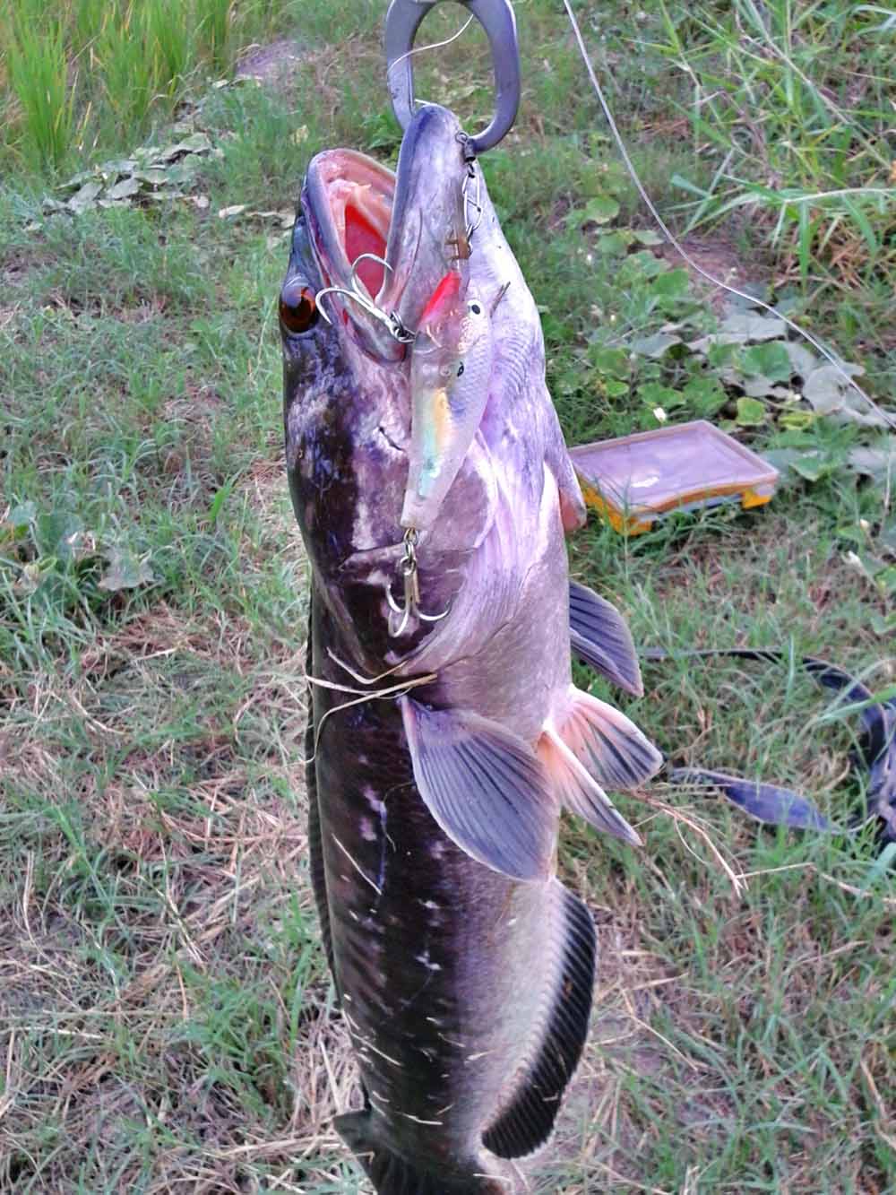 ***เช้า กบ Rut Sn เย็น Rapala Gass Fat Rap***