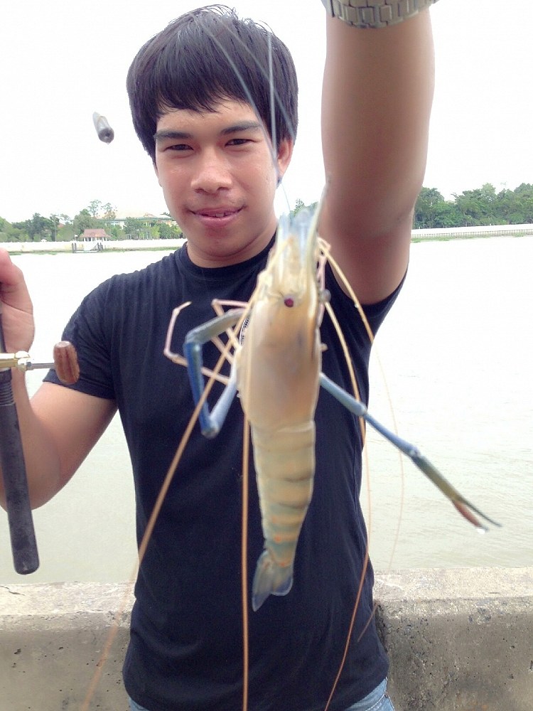 กุ้งหน้าวังครับ