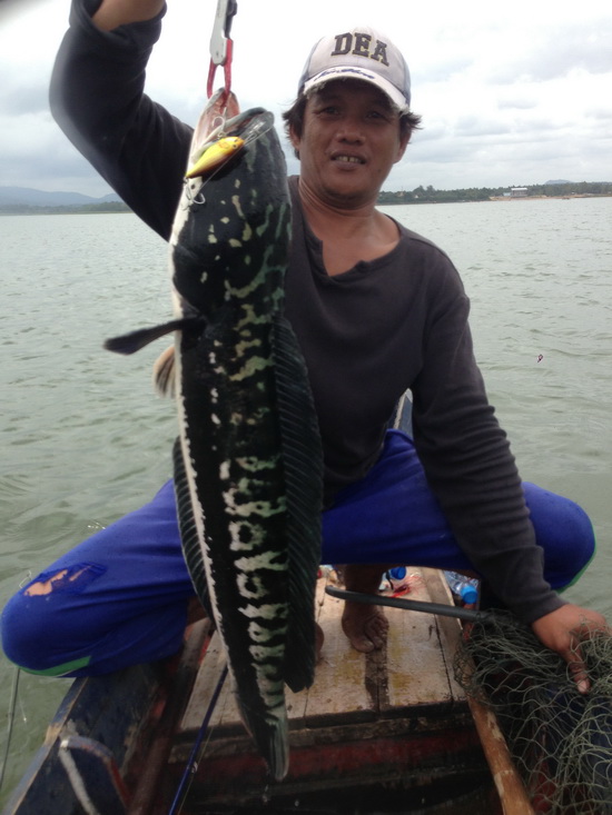 My Giant Snakehead 2013