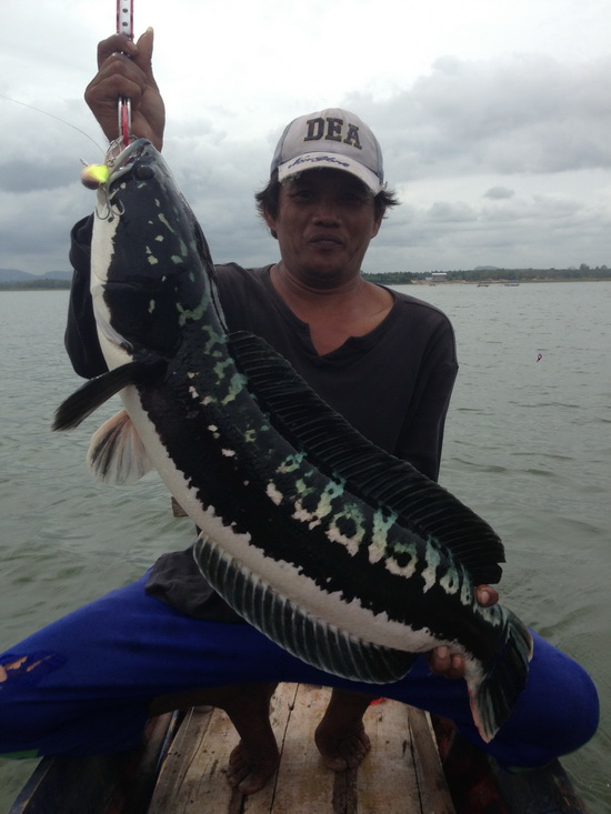 My Giant Snakehead 2013