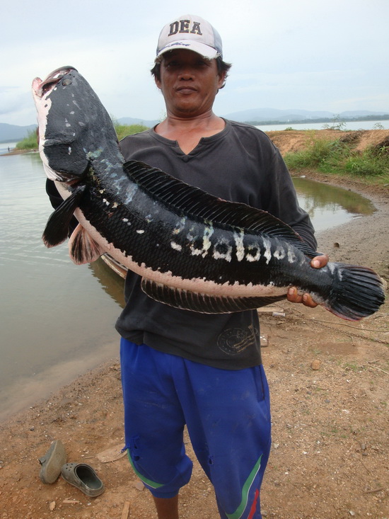 My Giant Snakehead 2013